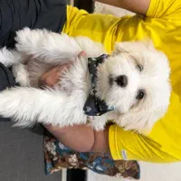 سگ شیتزو تریر