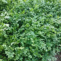 سبزی خورشتی کامل