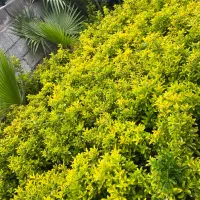 شمشاد طلایی سطل سه