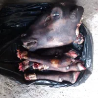 کز دادن سفید کردن کله پاچه