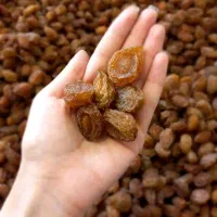 آلو بخارای درجه یک