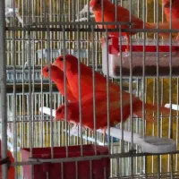 قناری ردفاکتور فوق اورجینال استثنایی