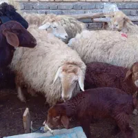 میش داشتی|حیوانات مزرعه|اسفراین, |دیوار