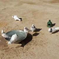 کبوتر طوقی|پرنده|تهران, شکوفه|دیوار