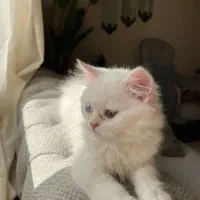 گربه اسکاتیش