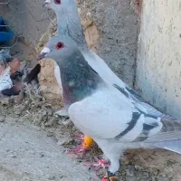 کبوتر سبز و مگس سوسکی و گرگی