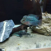 فلاورKMLبلو پرل|ماهی|سنندج, |دیوار