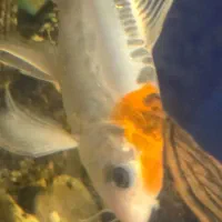 ماهی نژاد کوی|ماهی|رشت, پاره بیجار|دیوار