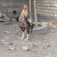 خروس لاری. ۲تا قرمز ۱صابونی