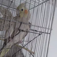 جفت عروس هلندی معاوضه هم دارم