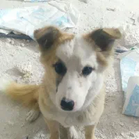 سگ پامر