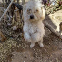 شیتزو .فروشی|سگ|آباده, |دیوار