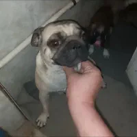 سک نژاد پاک این مادرشونه و توله نر مانده