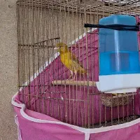 قناری جفتی سهره