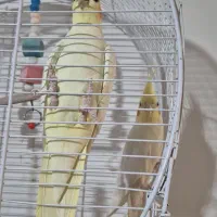 عروس هلندی|پرنده|ماکو, |دیوار