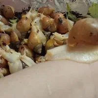 حلزون|خزنده|مراغه, |دیوار