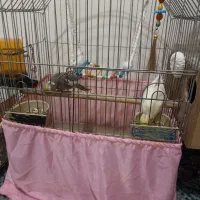 مرغ مینا رام و عروس هلندی نرماده رام