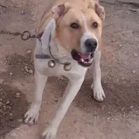 واگذاری سگ خراسانی