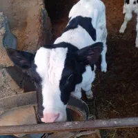 گاوشش ماه آبستن و گوساله