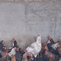 مرغ و خروس|حیوانات مزرعه|کاشان, شهرک صنعتی کویر|دیوار