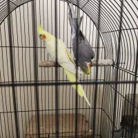 یک جفت عروس هلندی نر و ماده