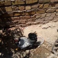 جوجه خروس