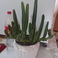 دبه سرکه|ظروف نگهدارنده، پلاستیکی، یک‌بارمصرف|نیشابور, سرآب کوشک|دیوار