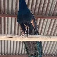 طاووس|پرنده|آران و بیدگل, |دیوار