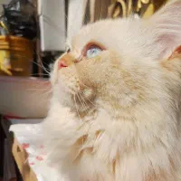 گربه پرشین|گربه|بندر ماهشهر, |دیوار