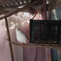 کبوتر|پرنده|رودسر, |دیوار