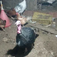 بوقلمون نر ماده|حیوانات مزرعه|بم, |دیوار