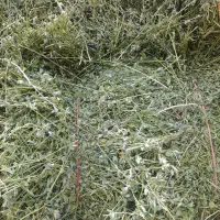 یونجه باکیفیت