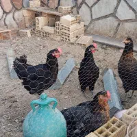 چهار عدد مرغ تخمگذار