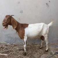 بز چاق هیکی
