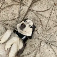 سگ گم شده سمیرم|حیوانات|سمیرم, |دیوار