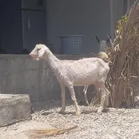 کهرماده دوقلوزا شیرخوار بازیگوش ۲عددبز صلاله محلی|حیوانات مزرعه|بندرعباس, |دیوار