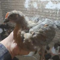 جوجه گل پایگان