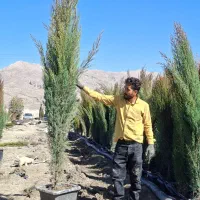 سرو شیراز و هلندی