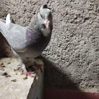 نقره ای پلنگ|پرنده|زرند, |دیوار