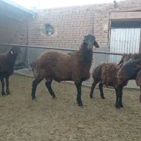 بره قوچ همو