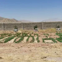 اجاره دامداری گاوداری