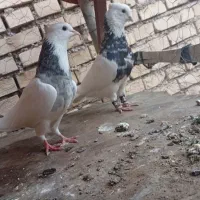 کبوتر اهواز
