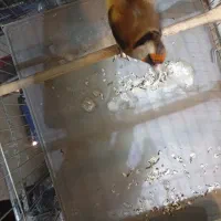 سهره ماده داغسر