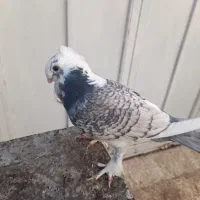 کبوتر نر مست بلژیکی طاووسی