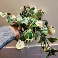 عضو شو بازدید کن هدیه ببر|گل و گیاه طبیعی|اصفهان, شاه پسند|دیوار