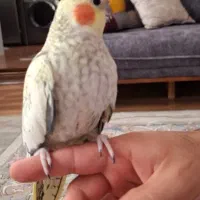 عروس هلندی ماده