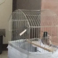 مینای سخن گو وباهوش|پرنده|تهران, فدک|دیوار