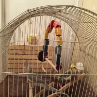 یه جفت عروس هلندی  سخنگو