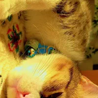 گربه نر جهت جفت گیری