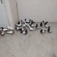 کبوتر|پرنده|سنندج, |دیوار